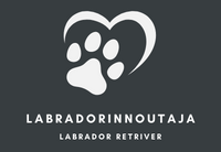 Labrador retriever / Labradorinnoutaja