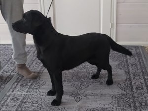 Tornado Eagles Diamond Beauty